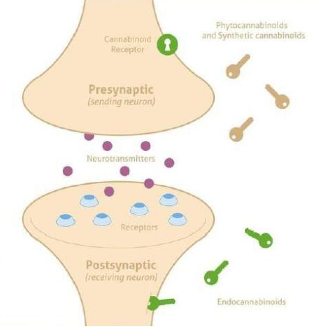 endocannabinoid